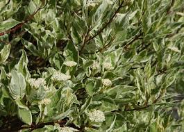 Attēlu rezultāti vaicājumam “Cornus alba”