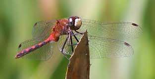 Attēlu rezultāti vaicājumam “Sympetrum”