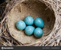 Attēlu rezultāti vaicājumam “Turdus philomelos nest”