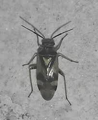 Attēlu rezultāti vaicājumam “Orthops basalis”