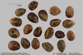 Attēlu rezultāti vaicājumam “Galeopsis speciosa leaf”