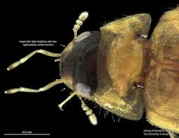 Attēlu rezultāti vaicājumam “Enochrus affinis”