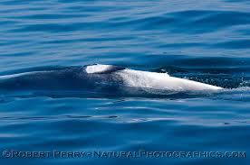 Image result for Balaenoptera acutorostrata