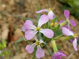 Attēlu rezultāti vaicājumam “Raphanus sativus flower”