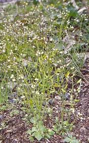 Attēlu rezultāti vaicājumam “Erophila verna flower”