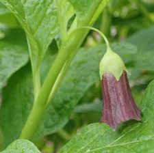Attēlu rezultāti vaicājumam “Scopolia carniolica flower”