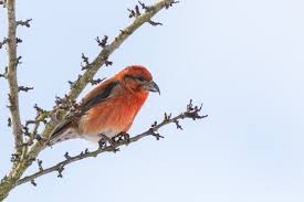 Image result for Loxia curvirostra