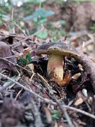 Attēlu rezultāti vaicājumam “Xerocomus pruinatus”