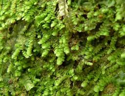 Attēlu rezultāti vaicājumam “Radula complanata sporophyte”