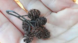 Attēlu rezultāti vaicājumam “Alnus incana fruit”