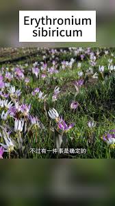 Attēlu rezultāti vaicājumam “Erythronium sibiricum”