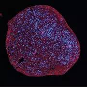 Attēlu rezultāti vaicājumam “Diderma chondrioderma macro”