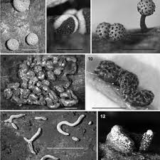 Attēlu rezultāti vaicājumam “Badhamia dubia sessile”