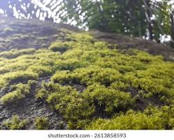 Attēlu rezultāti vaicājumam “Polytrichum juniperinum”