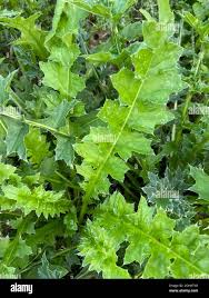 Attēlu rezultāti vaicājumam “Carduus crispus leaf”