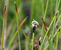 Attēlu rezultāti vaicājumam “Eleocharis quinqueflora flower”