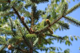 Attēlu rezultāti vaicājumam “Picea pungens”