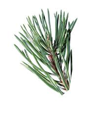 Attēlu rezultāti vaicājumam “Pinus sylvestris leaf”