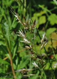 Attēlu rezultāti vaicājumam “Helictotrichon pratense”