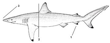 Image result for Carcharhinus brevipinna