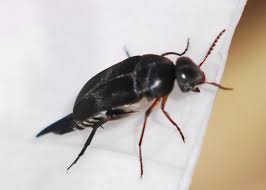 Attēlu rezultāti vaicājumam “Mordella sp.”