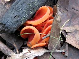 Attēlu rezultāti vaicājumam “Aleuria aurantia”