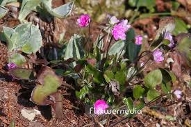 Attēlu rezultāti vaicājumam “Hepatica nobilis”
