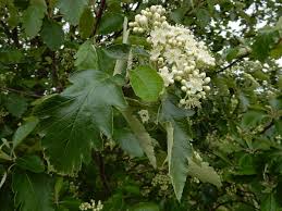 Attēlu rezultāti vaicājumam “Sorbus intermedia”