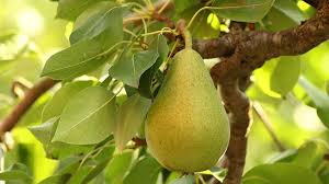 Attēlu rezultāti vaicājumam “Pyrus communis”