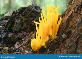 Attēlu rezultāti vaicājumam “Calocera pallidospathulata”