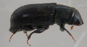 Attēlu rezultāti vaicājumam “Tomicus minor”