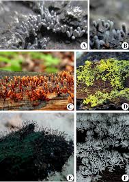 Attēlu rezultāti vaicājumam “Diderma cingulatum”