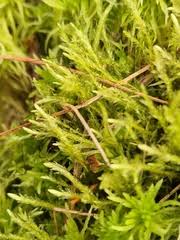 Attēlu rezultāti vaicājumam “Straminergon stramineum”