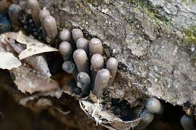 Attēlu rezultāti vaicājumam “Craterium aureum stalked”