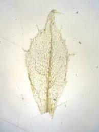 Attēlu rezultāti vaicājumam “Splachnum ampullaceum sporophyte”