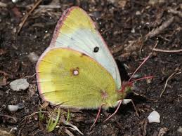 Attēlu rezultāti vaicājumam “Colias palaeno upperside”