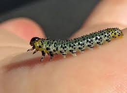 Attēlu rezultāti vaicājumam “Thecabius affinis imago”