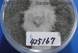 Attēlu rezultāti vaicājumam “Sordaria fimicola”