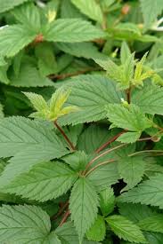 Image result for Leaves Green Bowmen