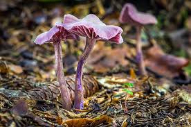 Attēlu rezultāti vaicājumam “Laccaria amethystina”