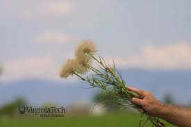 Attēlu rezultāti vaicājumam “Tragopogon heterospermus leaf”