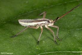 Attēlu rezultāti vaicājumam “Miridae”