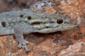 Attēlu rezultāti vaicājumam “Lycogala persicum macro”