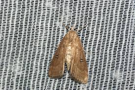 Attēlu rezultāti vaicājumam “Parapoynx stratiotata”