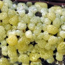 Attēlu rezultāti vaicājumam “Hypocrea gelatinosa”