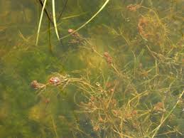 Attēlu rezultāti vaicājumam “Chara tomentosa”