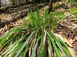 Attēlu rezultāti vaicājumam “Festuca altissima leaf”