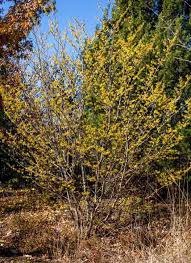 Attēlu rezultāti vaicājumam “Hamamelis virginiana”