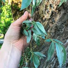 Attēlu rezultāti vaicājumam “Salix alba var. sericea”