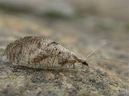 Attēlu rezultāti vaicājumam “Hemerobius perelegans”